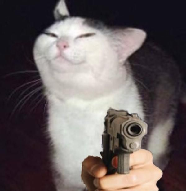 Cat with gun meme